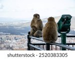 Two Barbary macaques sitting on a railing with city view in Gibraltar