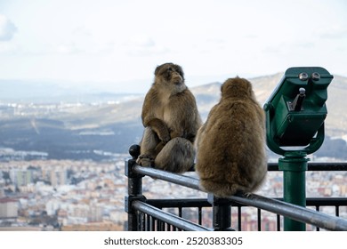 Two Barbary macaques sitting on a railing with city view in Gibraltar - Powered by Shutterstock