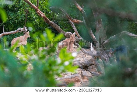 Two Barbary Sheep are standing on rocks in the forest. Photographed from behind the leaves.