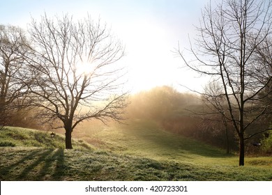 Two bare branched Oak trees in a grass Meadow have morning sunrise light filtering through the branches on a foggy dawn. - Powered by Shutterstock