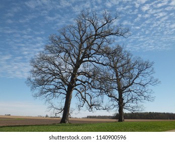 Two bare trees leaning towards each other in a field against blue sky