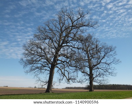 Two bare trees leaning towards each other in a field against blue sky