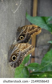 Two barn owl butterflies resting on a screened area.