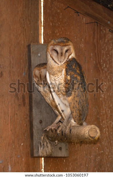 Two Barn Owls Keeping Watch Perched Stock Photo Edit Now 1053060197