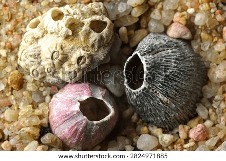 TWO BARNACLES AND A BARNACLE COVERED SHELL ON SEA SAND