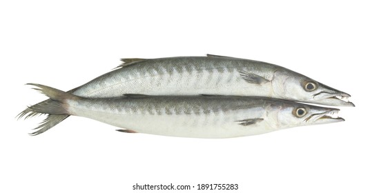 Two Barracuda Fishes Isolated On White Background