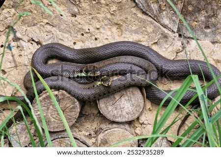 Two Barred grass snakes (Natrix helvetica) warming up in the sun