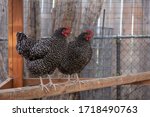 Two Barred Rock Chickens on Roost