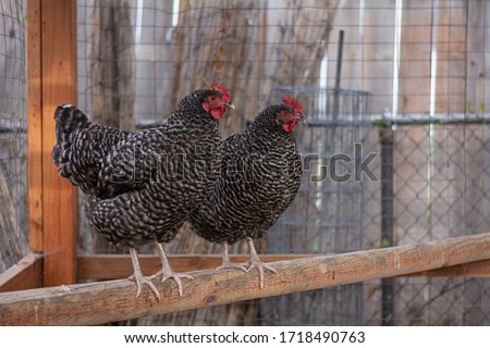 Two Barred Rock Chickens on Roost