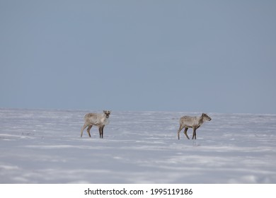 Two barren-ground caribou, rangifer tarandus groenlandicus, standing in snow