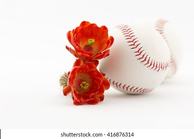 Two Baseballs Placed With Hedgehog Cactus Flowers Reflect Spring Cactus League In Arizona.