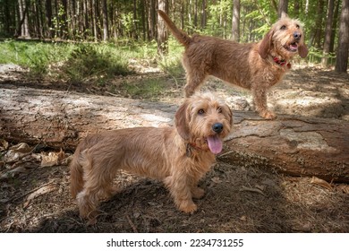 Two Basset Fauve de Bretagne dogs looking slightly away in the forest one on a fallen tree log