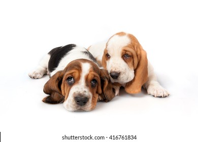 Two Basset Hound Puppies Talk 