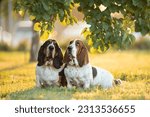 Two Basset Hounds sits together on green grass in the dawn rays. Funny dogs in park in early morning. Beautiful portrait of cheerful pets. High quality horizontal photo