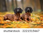 two bavarian hound dogs lying down outdoors in fallen autumn leaves
