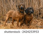Two bavarian mountain hound dogs sitting on a meadow outdoors