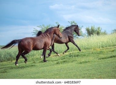 two bay horses are running free on a green summer field