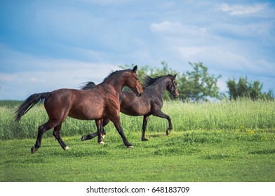 two bay horses are running free on a green summer field
