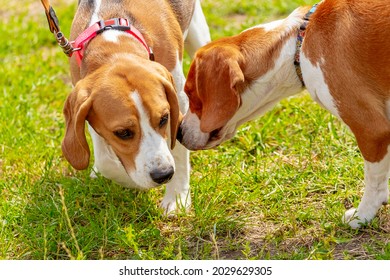 5,155 Two hunting dogs Images, Stock Photos & Vectors | Shutterstock