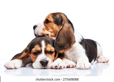 The two beagle puppies lying on the white background Arkistovalokuva