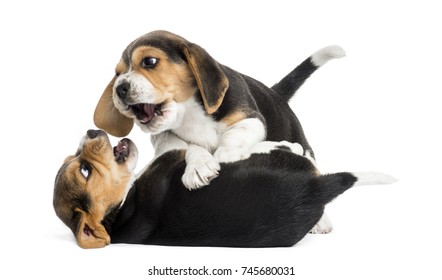 Two Beagle Puppies Playing Together, Isolated On White