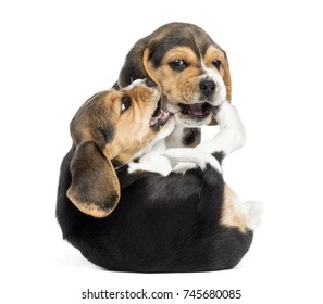 Two Beagle Puppies Playing Together, Isolated On White