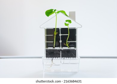 Two bean plants grow upwards through a small labyrinth. Biological experiment to show that plants grow towards the light. - Shutterstock ID 2163684631
