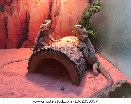 Two bearded dragons waiting for dinner, first date