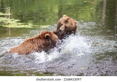 Two Bears Bathe River Adult Wild Stock Photo 2168415097 | Shutterstock