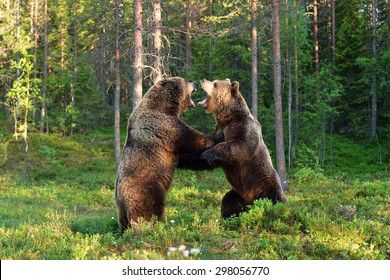 Two Bears Fighting In Forest