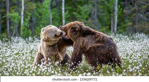 baby grizzly bear fighting