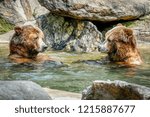 Two Bears In The Pool