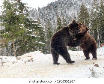 359 Rehabilitation center brown bear Images, Stock Photos & Vectors ...