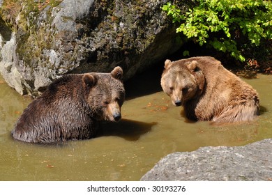 two bears in watering place taking bath - Shutterstock ID 30193276