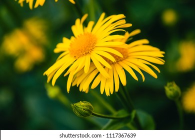 Two beautiful arnica grow in contact close up. Bright yellow fresh flowers with orange center on green background with copy space. Medicinal plants.