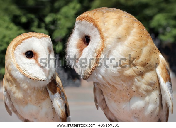 Two Beautiful Barn Owls Barn Owl Stock Image Download Now