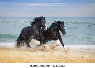 Two beautiful big horses breed Shire gallop along the beach picking up sand against the blue sea.