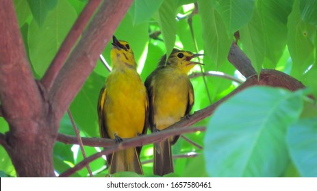 Two Beautiful Birds Singing On The Tree