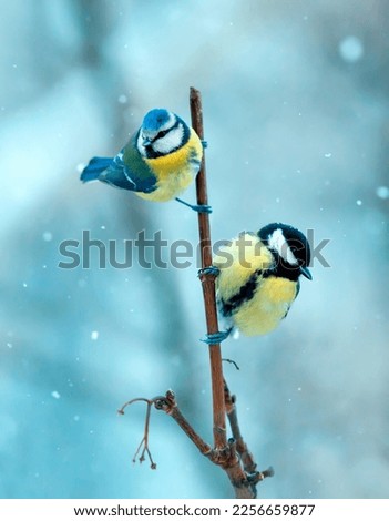 two beautiful bright birds tit and lapis lazuli are sitting on a branch in the winter garden