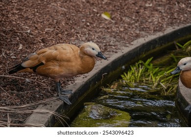 Two beautiful brown ducks are resting by a tranquil pond, showcasing nature's serenity and wildlife charm in a peaceful outdoor setting. - Powered by Shutterstock