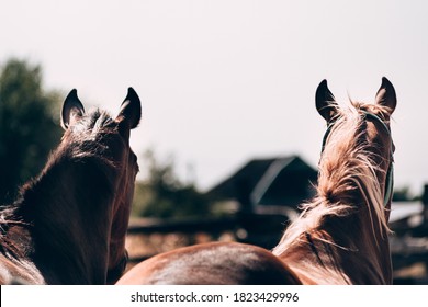 Two Beautiful Brown Stallions Close Up, Head View From Behind. Thoroughbred Horses, Horse Farm. Horse Screensaver On The Desktop.