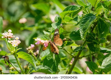 Two Beautiful Butterflies Flying Together 