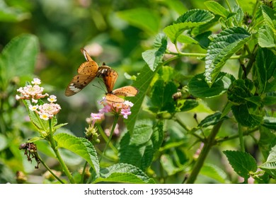 Two Beautiful Butterflies Flying Together 