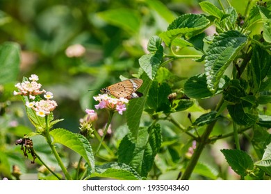 Two Beautiful Butterflies Flying Together 