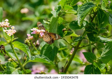 Two Beautiful Butterflies Flying Together 