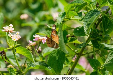 Two Beautiful Butterflies Flying Together 