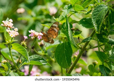 Two Beautiful Butterflies Flying Together 