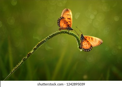 Two Beautiful Butterfly