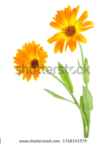 Two beautiful calendula flowers with leaves isolated on a white background. Marigold flowers.