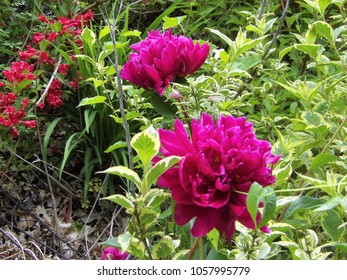 Peony Karl Rosenfield High Res Stock Images Shutterstock